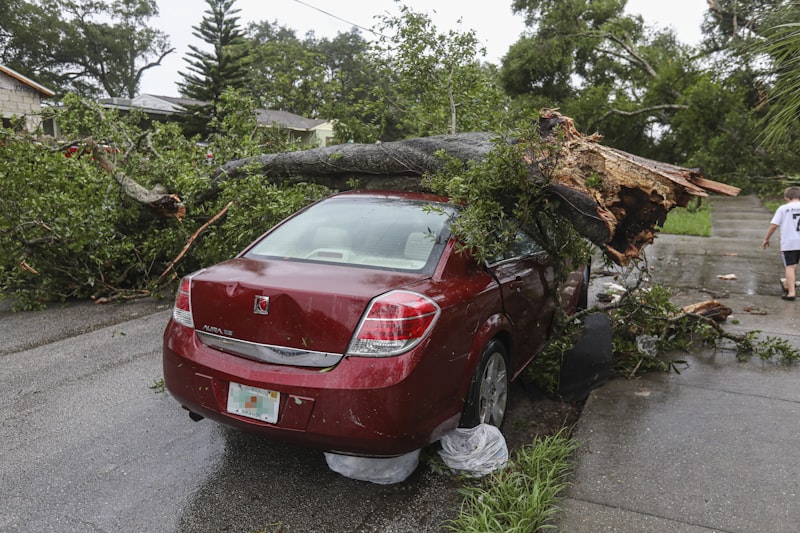 Emergency Storm Cleanup and Tree Support in Springfield and Eugene