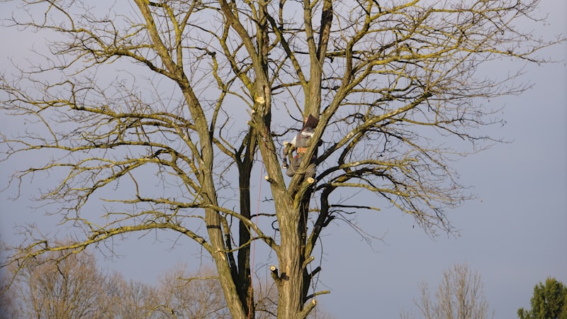 Professional Tree Pruning and Trimming in Lane County