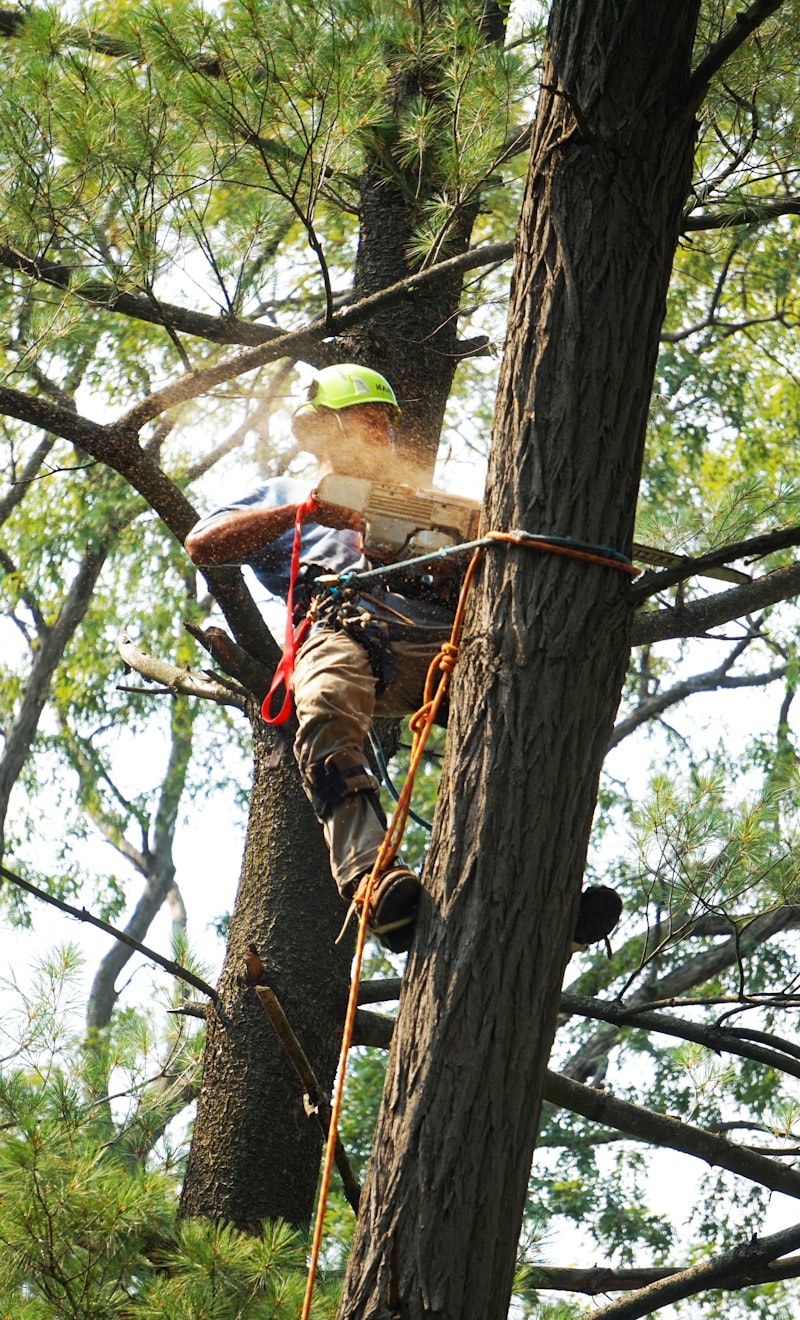 Hazardous Tree Removal Service in Eugene, OR